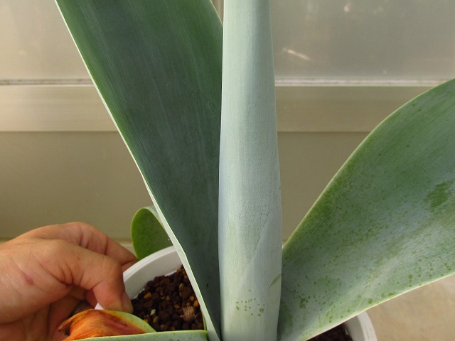 アガベ ハンチントンブルー(Agave Huntington Blue) | 希少植物の販売