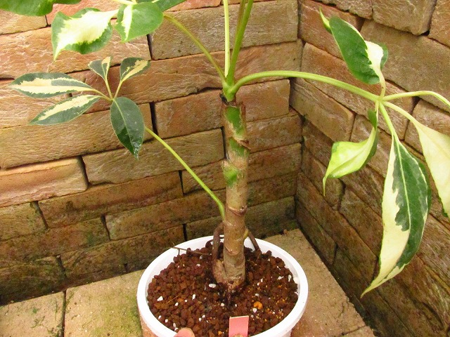 ツピタンサス シェフレラ・ピュックレリ 極麗斑入り | 希少植物の販売