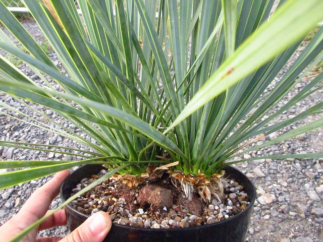 ユッカ ロストラータ ダブルヘッドの極美個体(Yucca rostrata Double