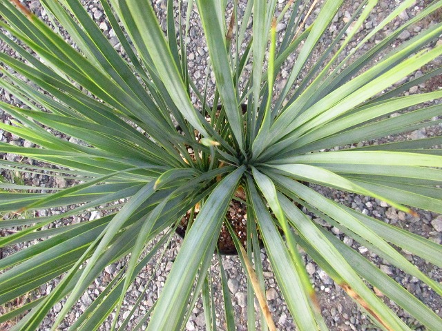 ユッカ ロストラータ ダブルヘッドの極美個体(Yucca rostrata Double
