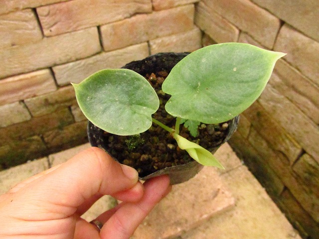 アロカシア シルバードラゴン 斑入り(Alocasia Silver dragon