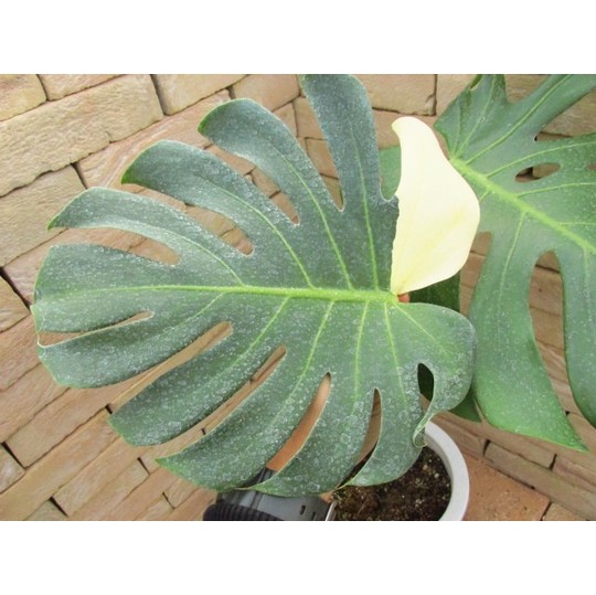 モンステラ・デリシオーサ 