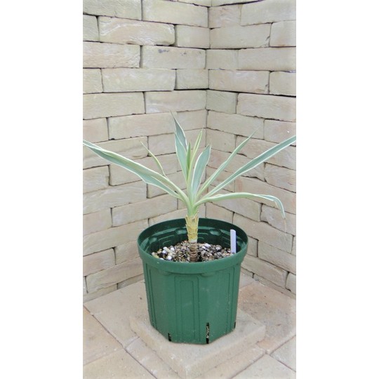 ユッカ エレファンティペス ホワイトエンペラー | 希少植物の販売