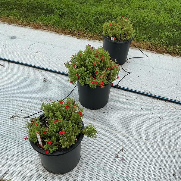 Jamesbrittenia Safari® 'Lava Flow' from Penn State Trial Gardens