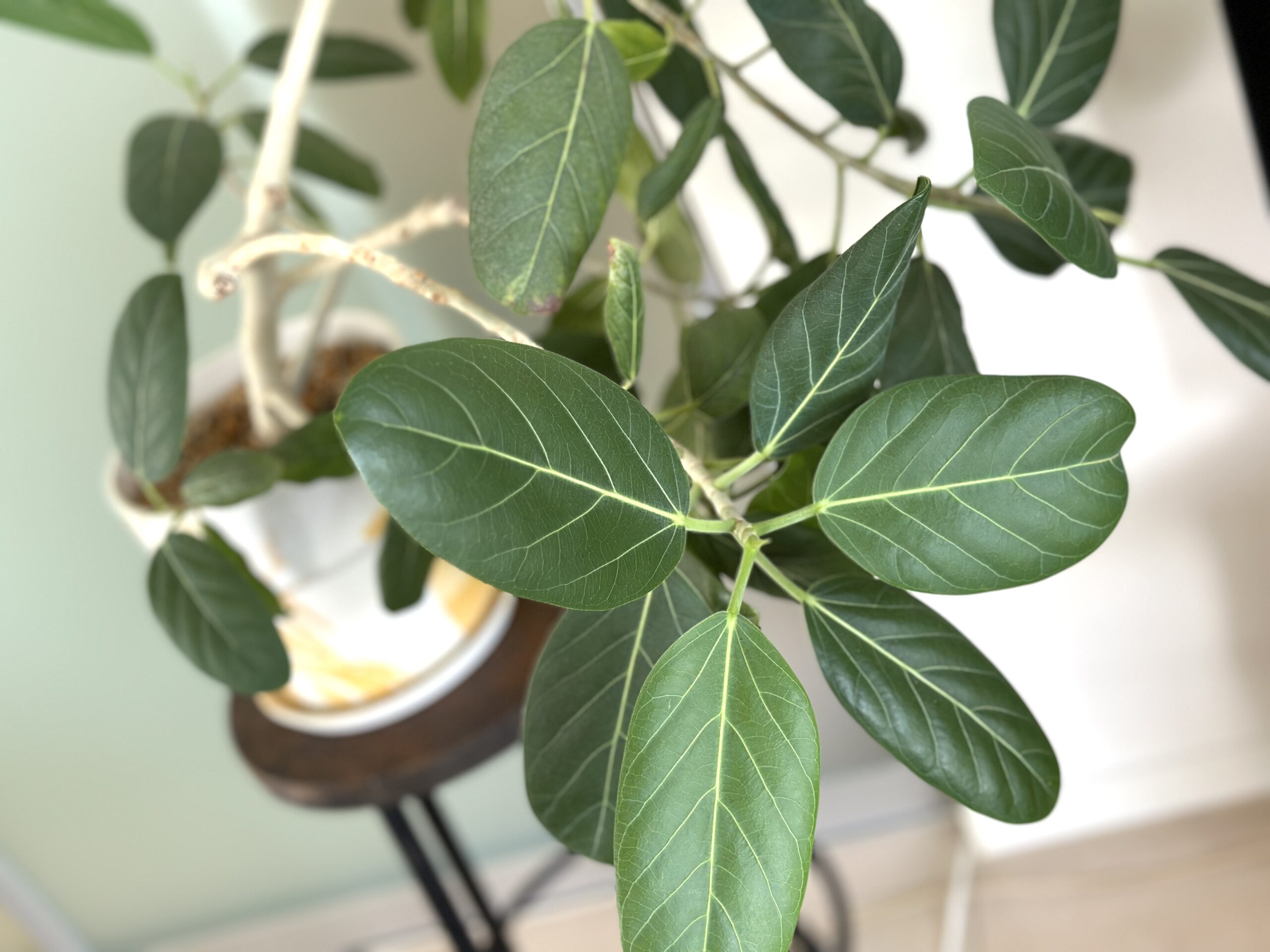 フィカス・ベンガレンシスの育て方を観葉植物愛好家が解説。植え替えの