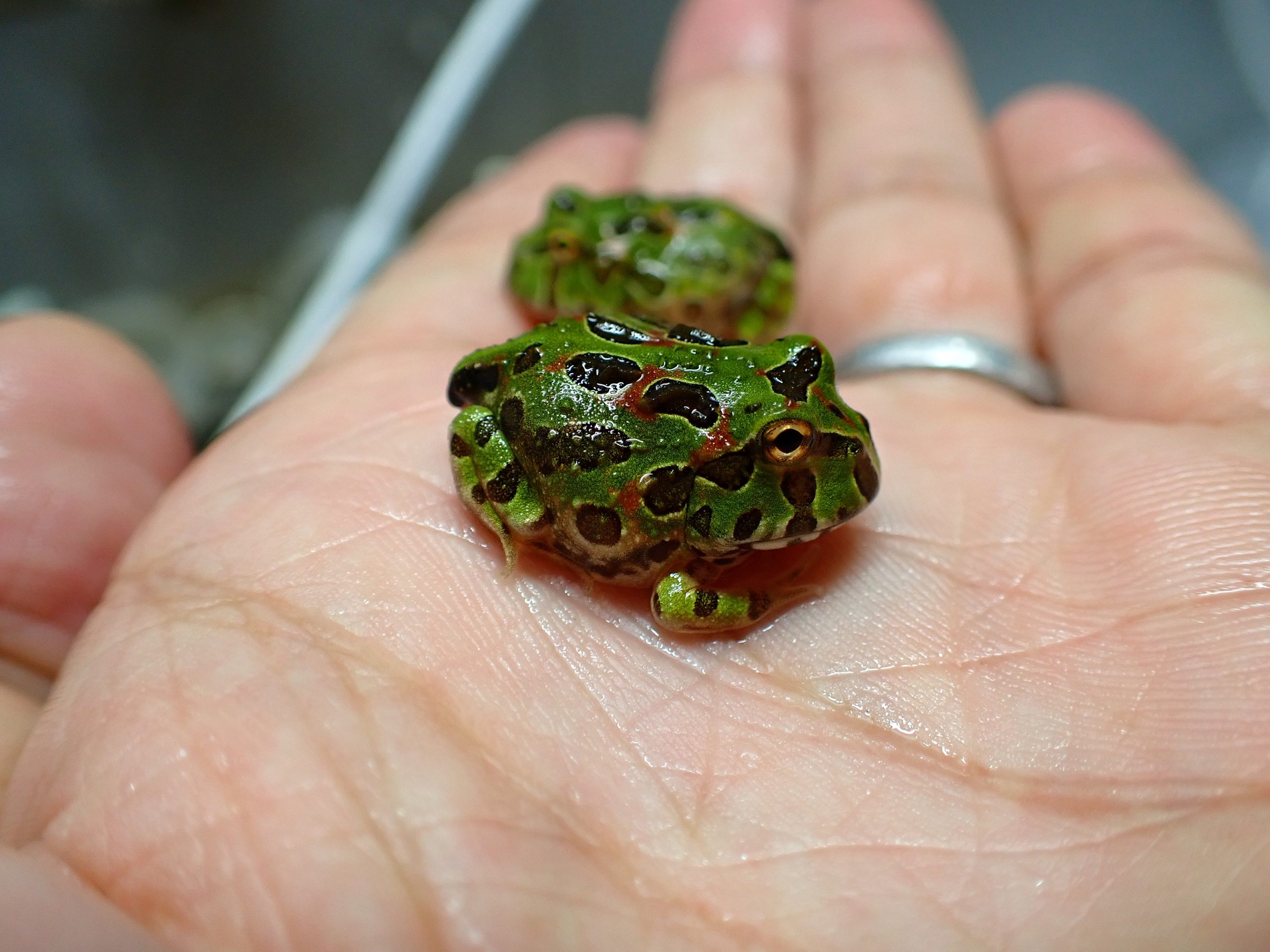 ベルツノガエル ベビー | アクアショップ魚力