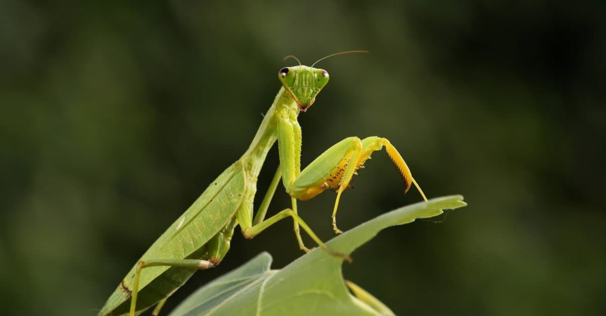 Praying Mantis Animal Facts - Mantodea - A-Z Animals