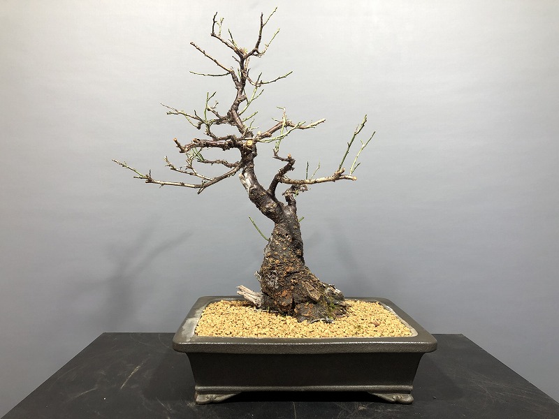 甲州野梅 ※花芽はありません。 [赤富士園]