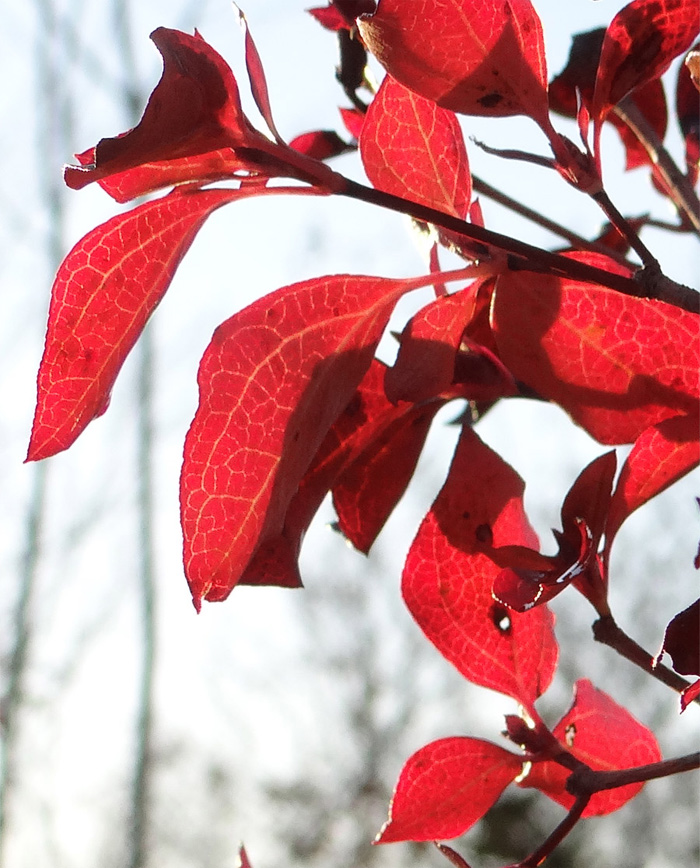 山採り自然樹形ミツバツツジ販売 茨城那珂 秋元園芸スマホ向け