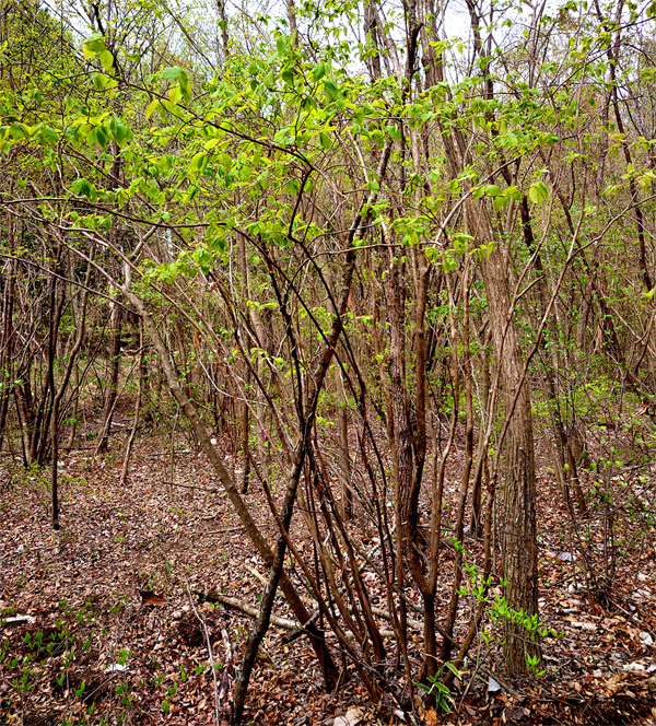 山採り自然樹形ネジキ販売 秋元園芸
