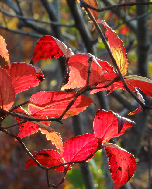 山採り自然樹形オトコヨウゾメ販売 秋元園芸