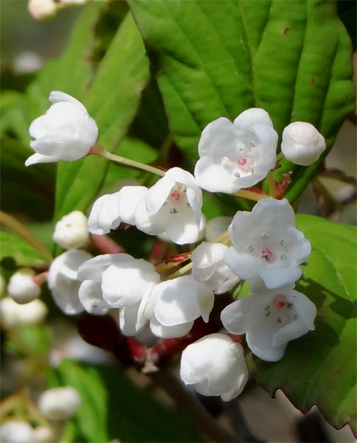 山採り自然樹形オトコヨウゾメ販売 秋元園芸