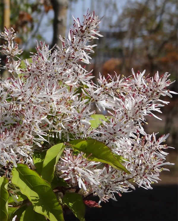 山採り自然樹形アオダモ販売 秋元園芸
