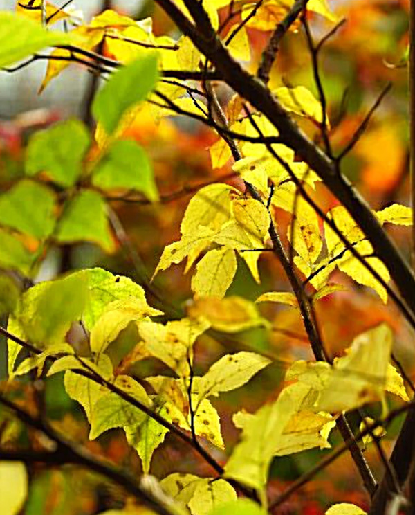 山採り自然樹形のエゴノキ販売 那珂市秋元園芸