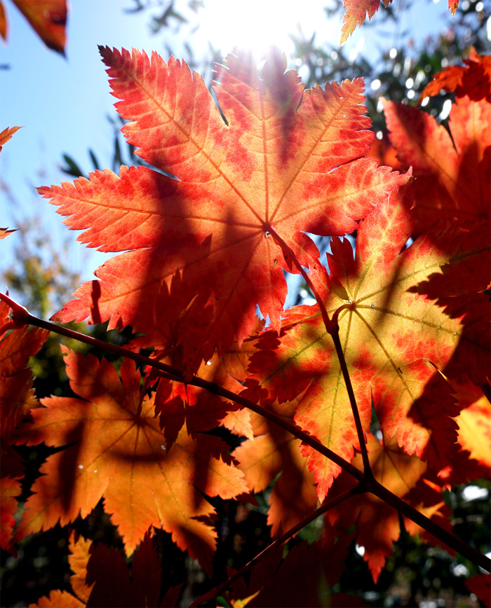 山採り自然樹形ハウチワカエデ販売 秋元園芸