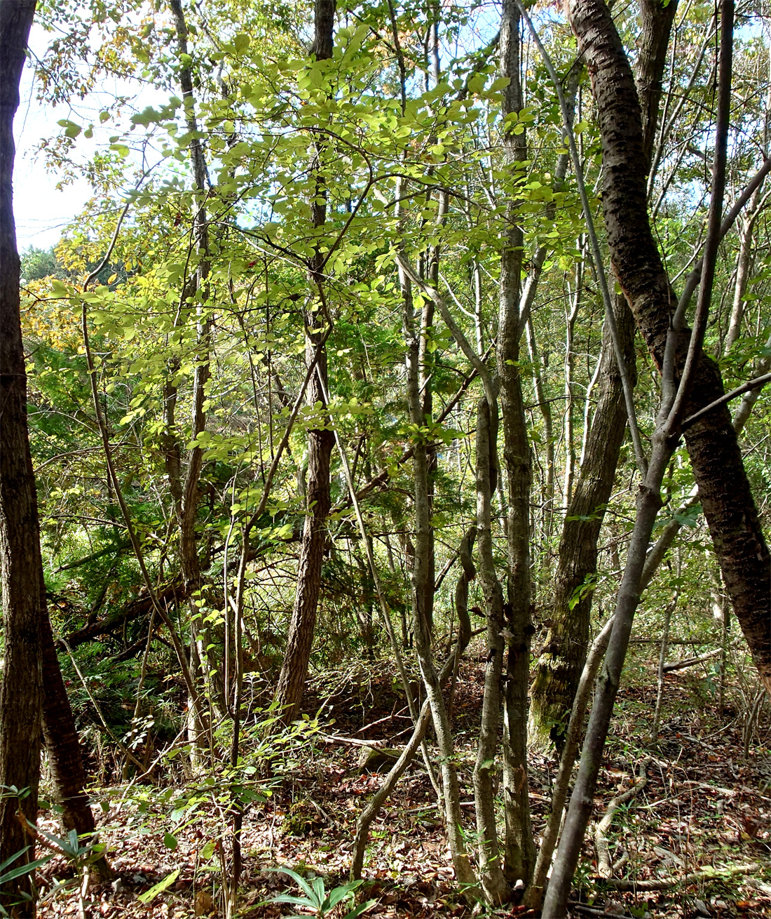 自然樹形サワフタギ販売 秋元園芸
