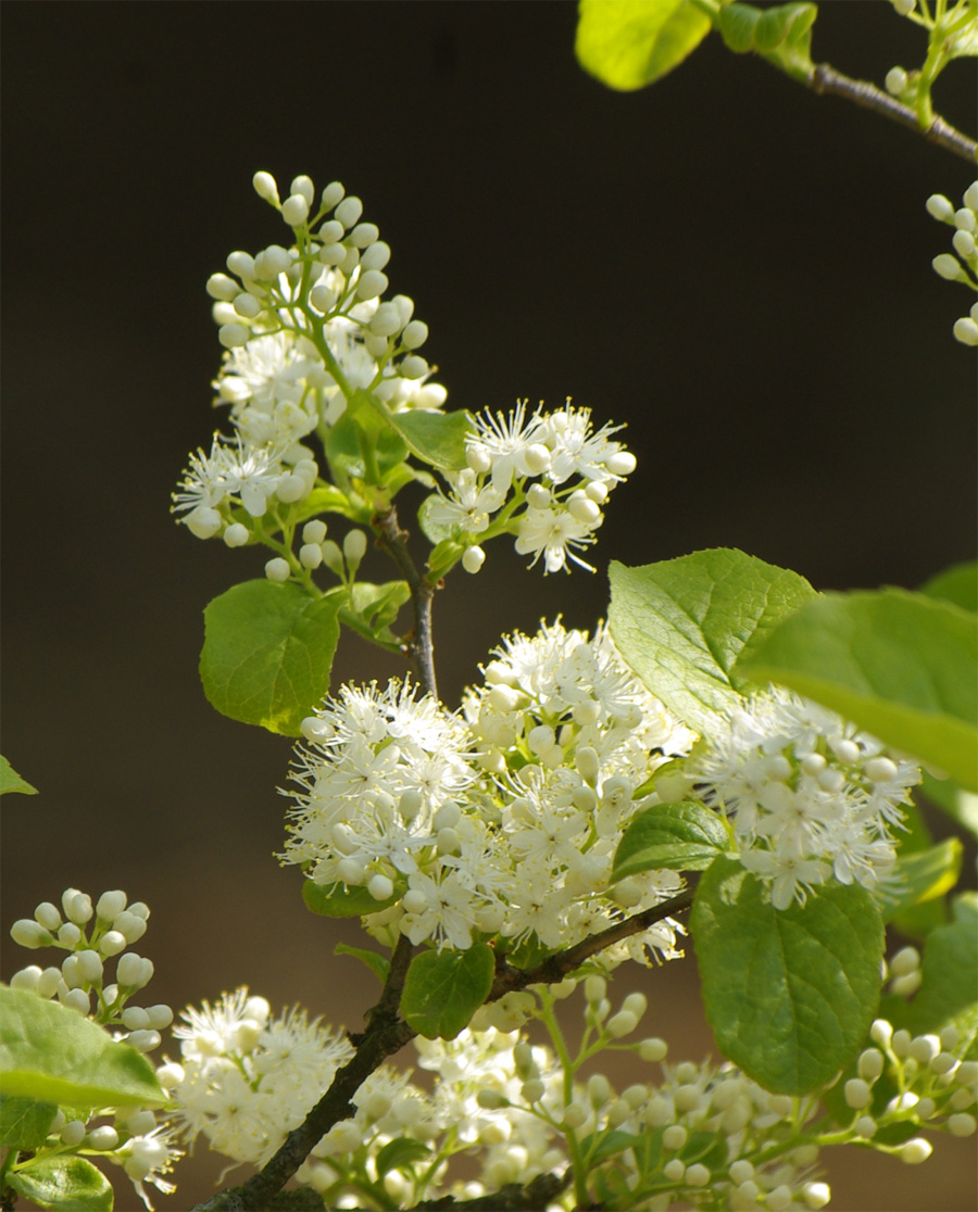 自然樹形サワフタギ販売 秋元園芸