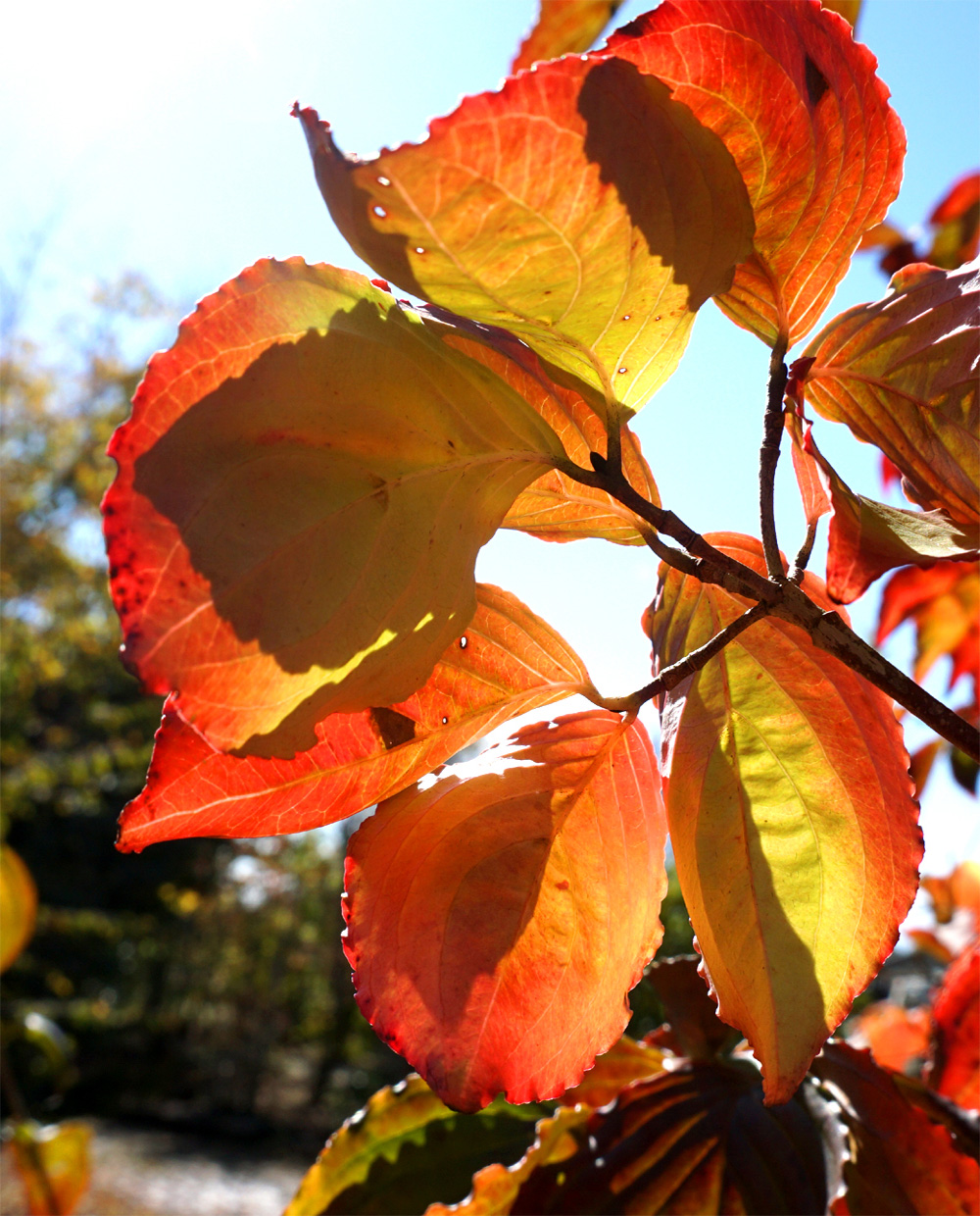 山採り自然樹形ヤマボウシ販売 秋元園芸
