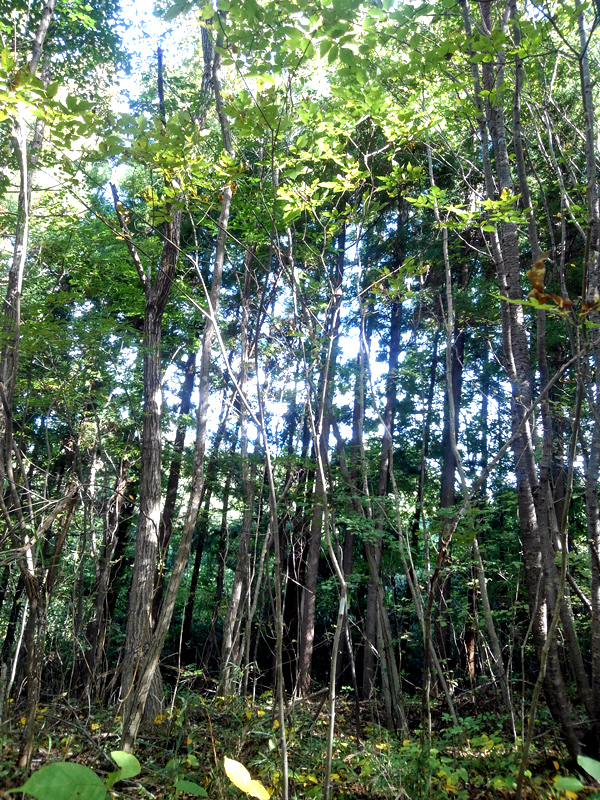 山採り自然樹形アオダモ販売 秋元園芸