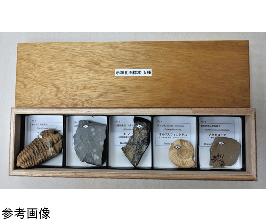 67-8047-10 示準化石標本 5種 【AXEL】 アズワン