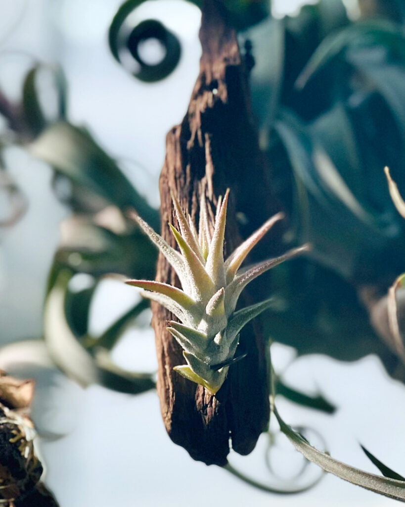 エアープランツ（チランジア）流木への付け方・飾り方【板付】