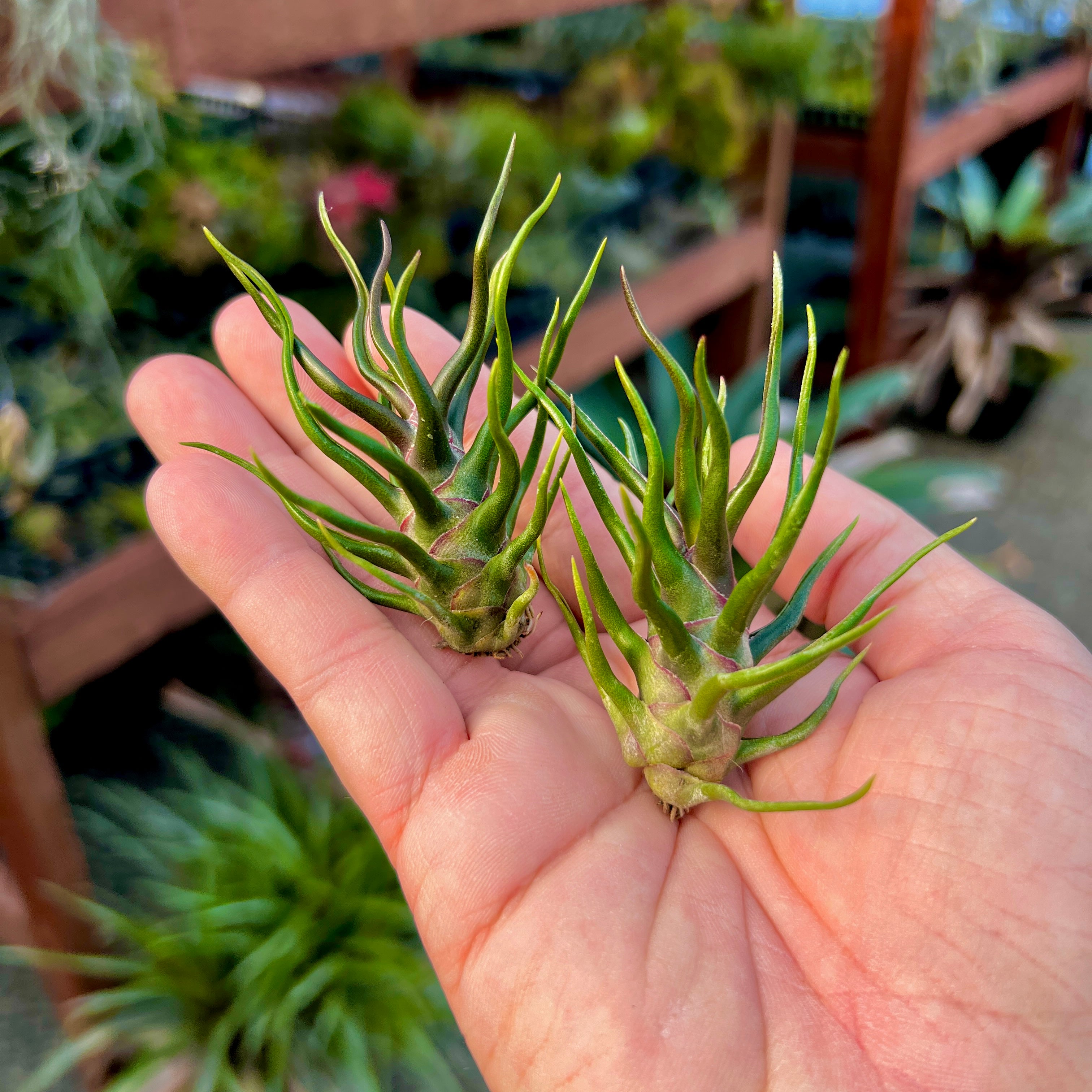 Bulbosa Tiny Dancer *SALE!* – Air Plant Hub