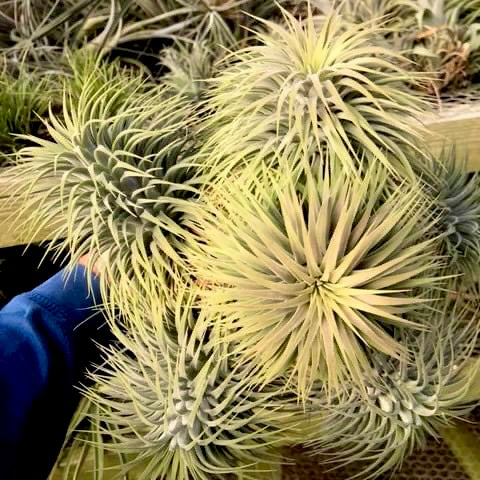 Ionantha Snowball (SALE!) – Air Plant Hub