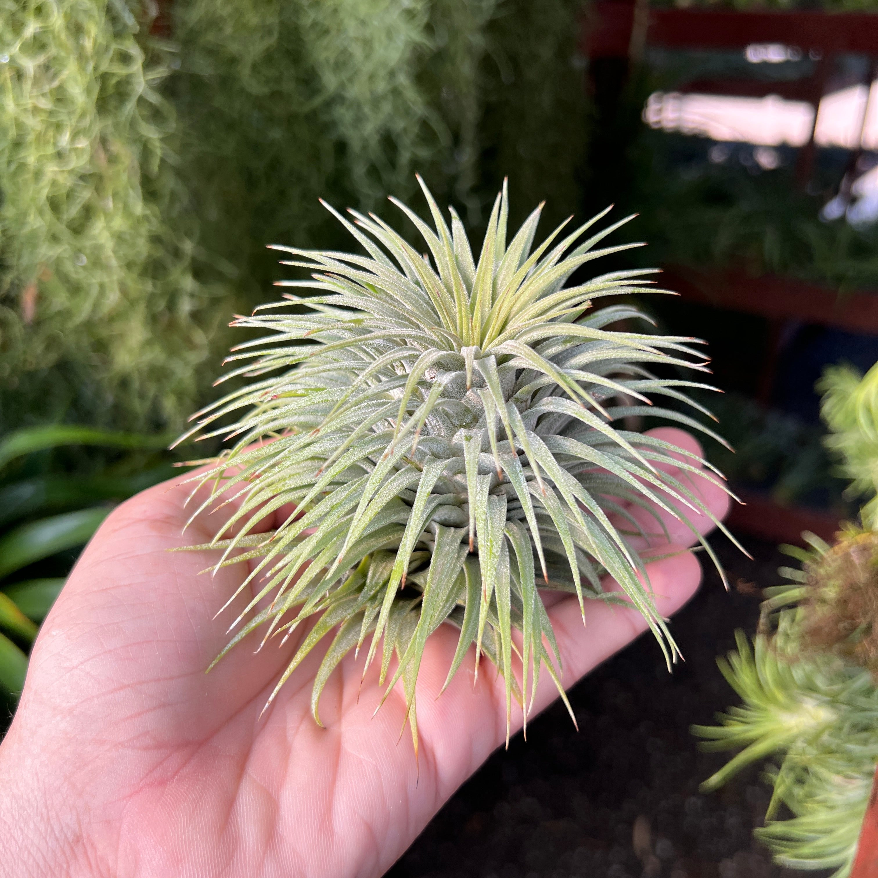 Ionantha Snowball (SALE!) – Air Plant Hub