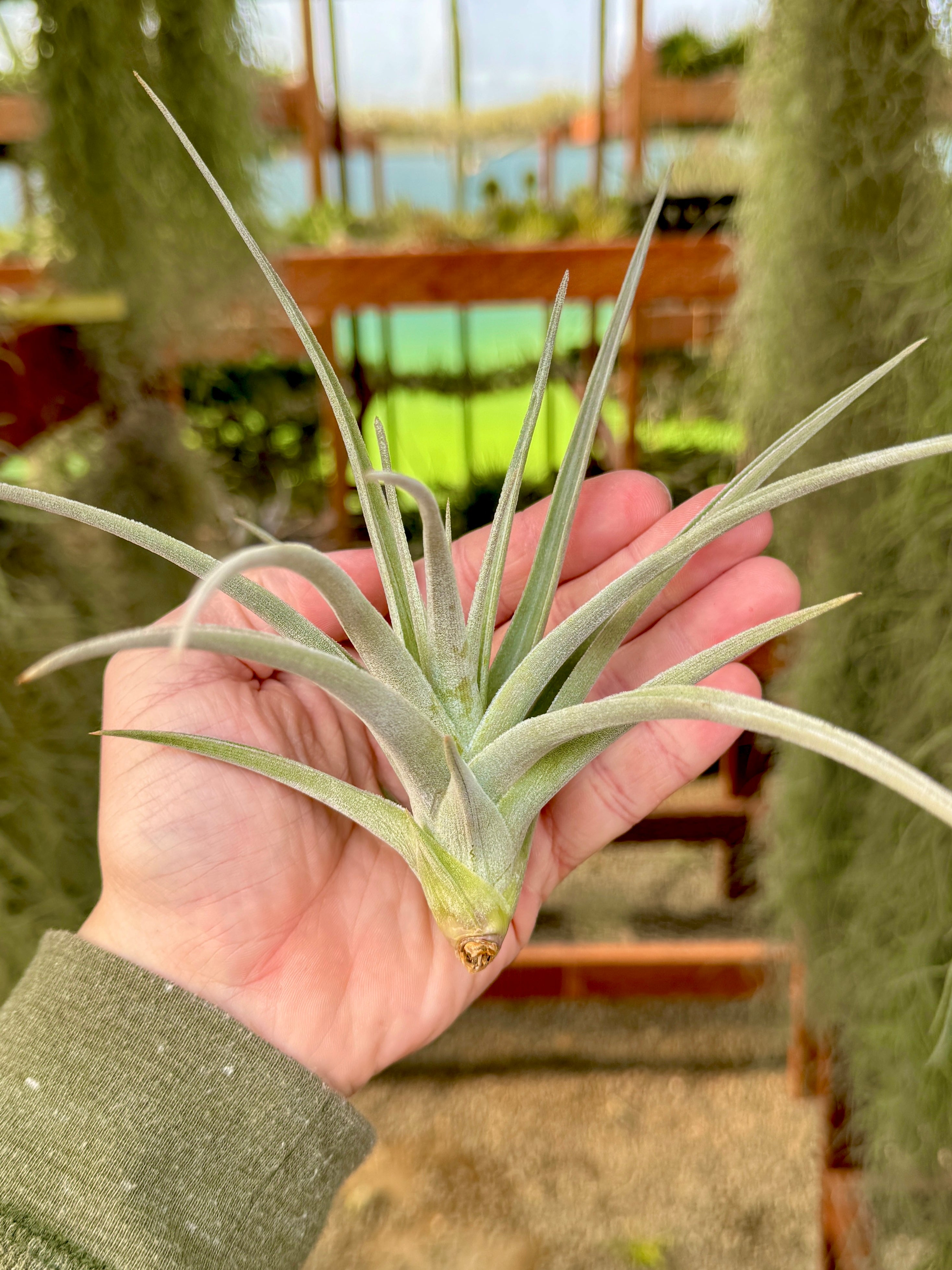 Didisticha Giant – Air Plant Hub