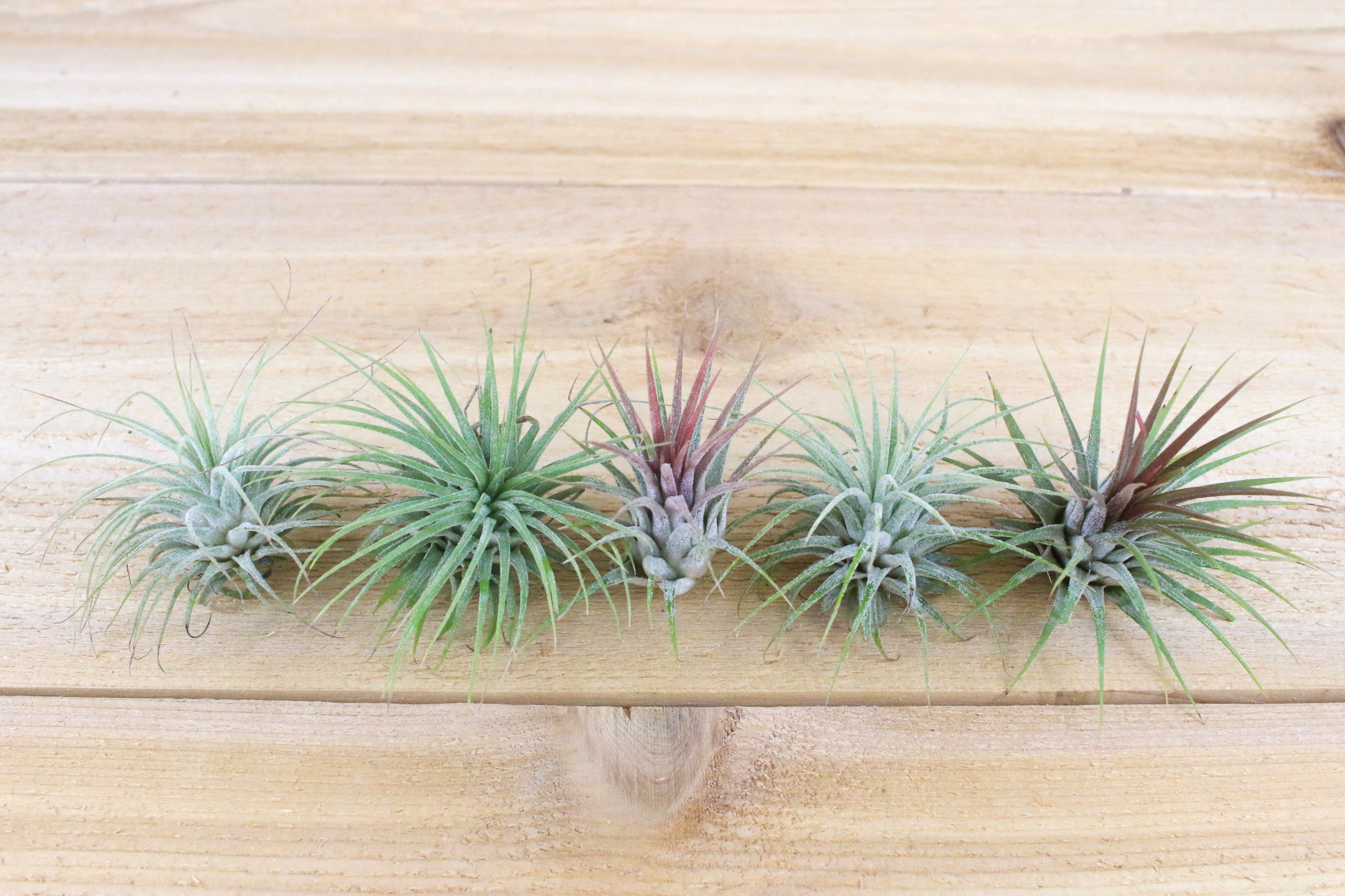 Tillandsia Ionantha Guatemala Air Plants – Air Plant Shop