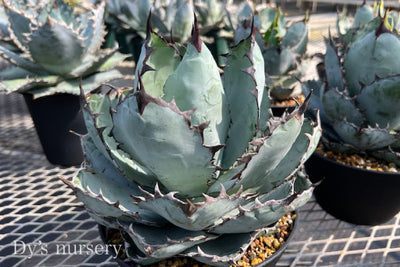 アガベ・ボーチンブルー | AONOKI【沖縄最大の観葉植物生産者】