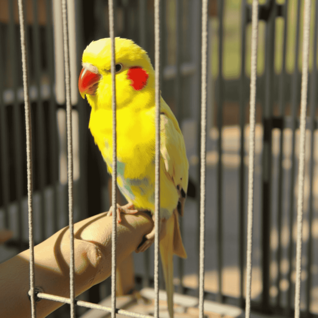 鳥用品の通販ページ 海外のペット用品ブランドならALLFORWAN'sLIFE