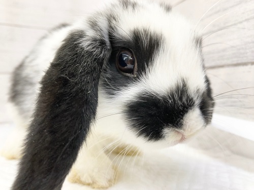 ウサギさんの販売｜ネザーランドやロップイヤー｜東京からもほど近い