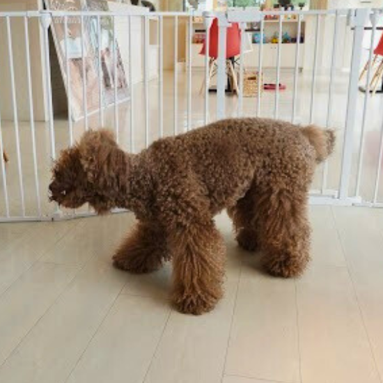 愛犬は今どんな気持ち？犬の仕草「ボディシグナル・カーミングシグナル