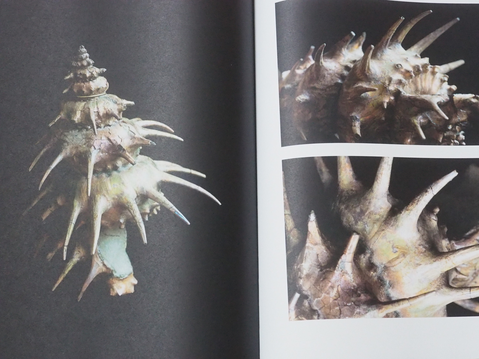 ドイツから素晴らしいアンモナイト本が出版されました♬: 北海道