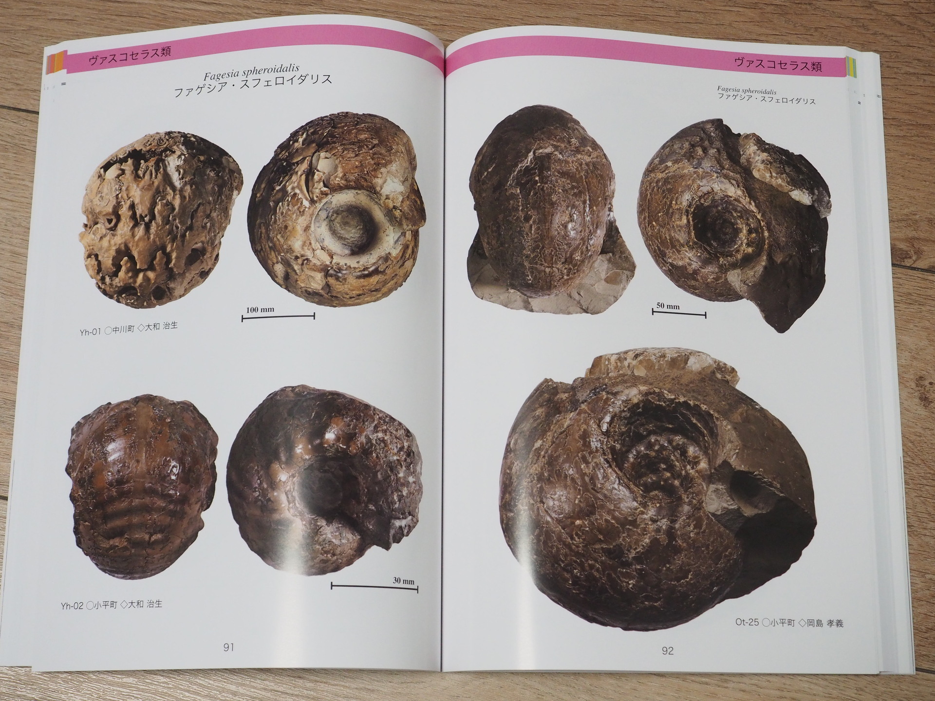 クリーニングした標本をさらにイジる・・・( ﾟДﾟ)；: 北海道