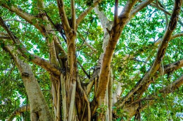 亜熱帯の樹木 奄美のガジュマル ② 奄美大島の神秘「カジュマル」とは