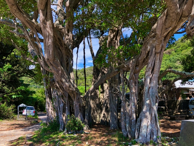 奄美大島の神秘「カジュマル」とは？精霊が宿る木の魅力とおすすめ