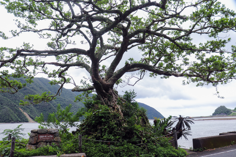 石抱きガジュマル | 奄美旅