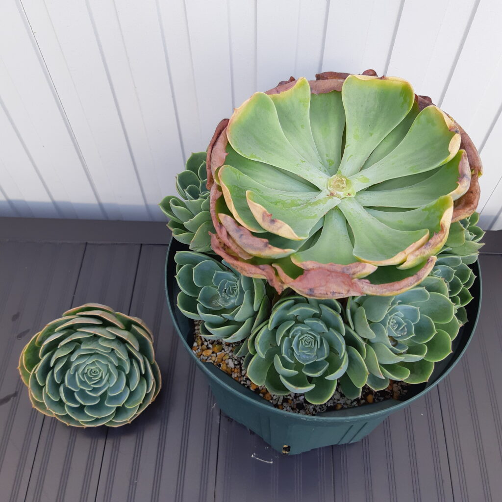 エケベリア_七福神】たくさん子吹く！ロゼットが美しいエケベリアの