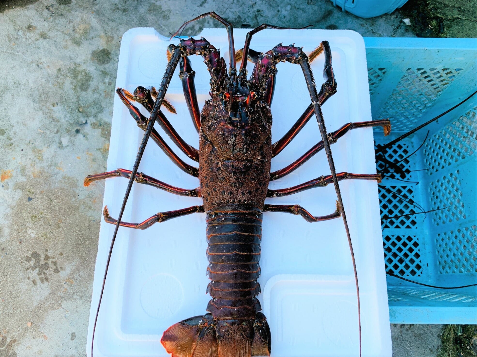 特大伊勢海老（1尾約800~1000g） | 活魚問屋 丸保商店（まるやすしょう