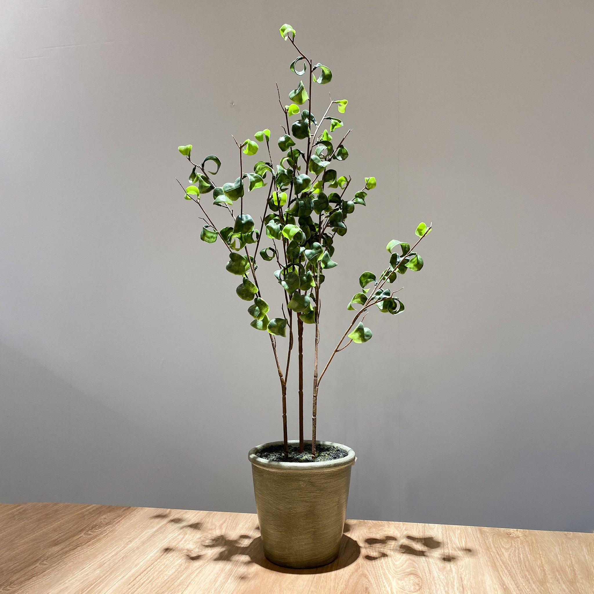 フィカス・ベンジャミンバロック - フェイクグリーン専用通販サイト