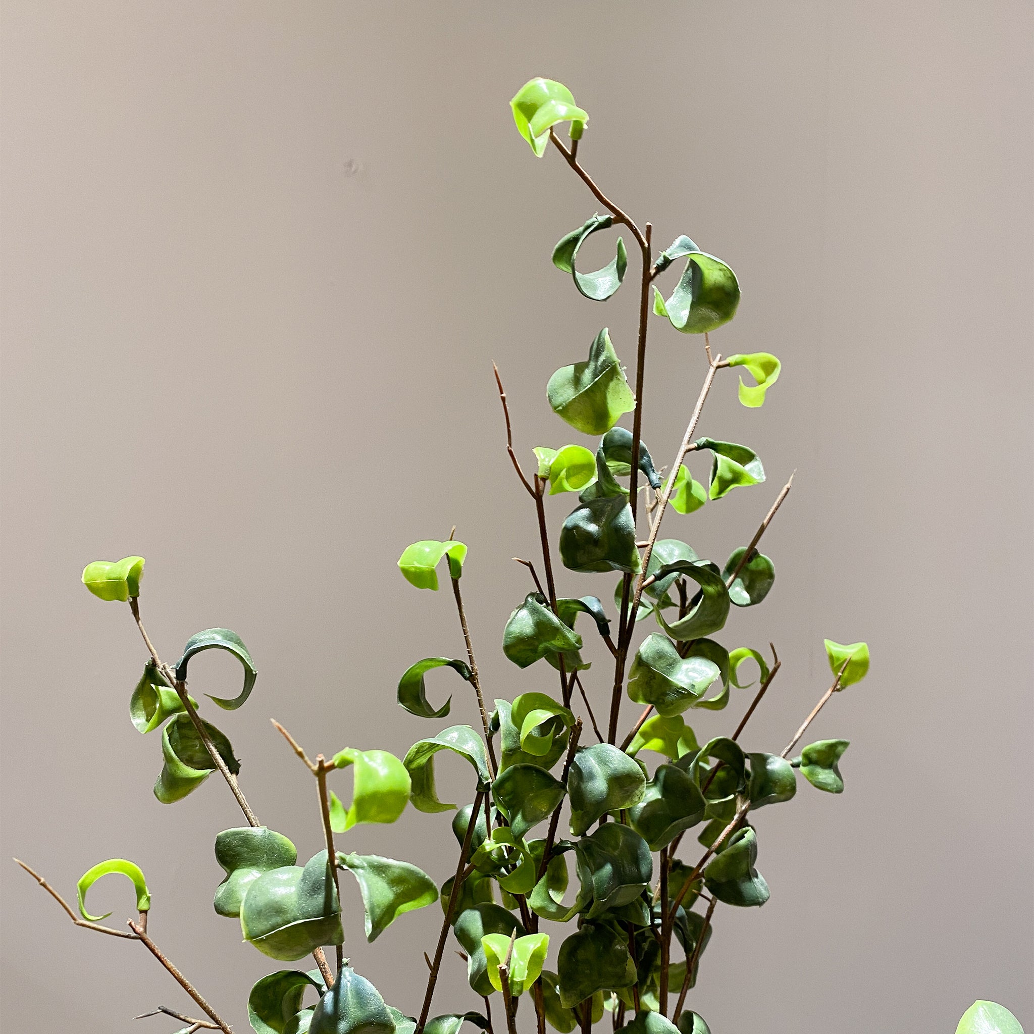 フィカス・ベンジャミンバロック - フェイクグリーン専用通販サイト