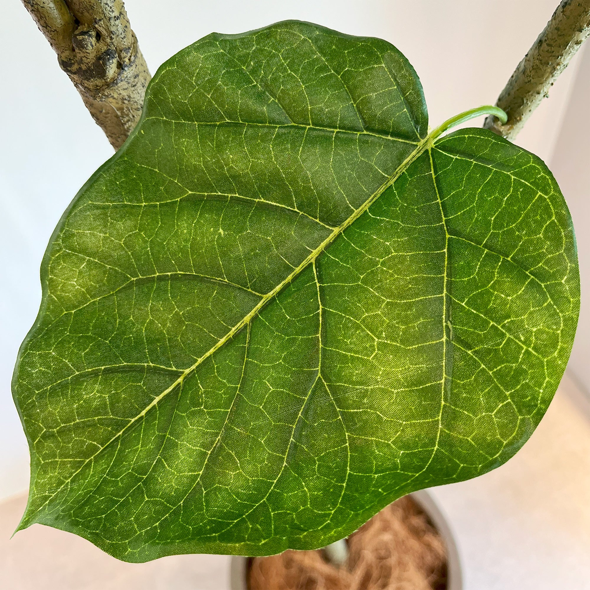 ウンベラータ 180cm - フェイクグリーン専用通販サイト – フェイク