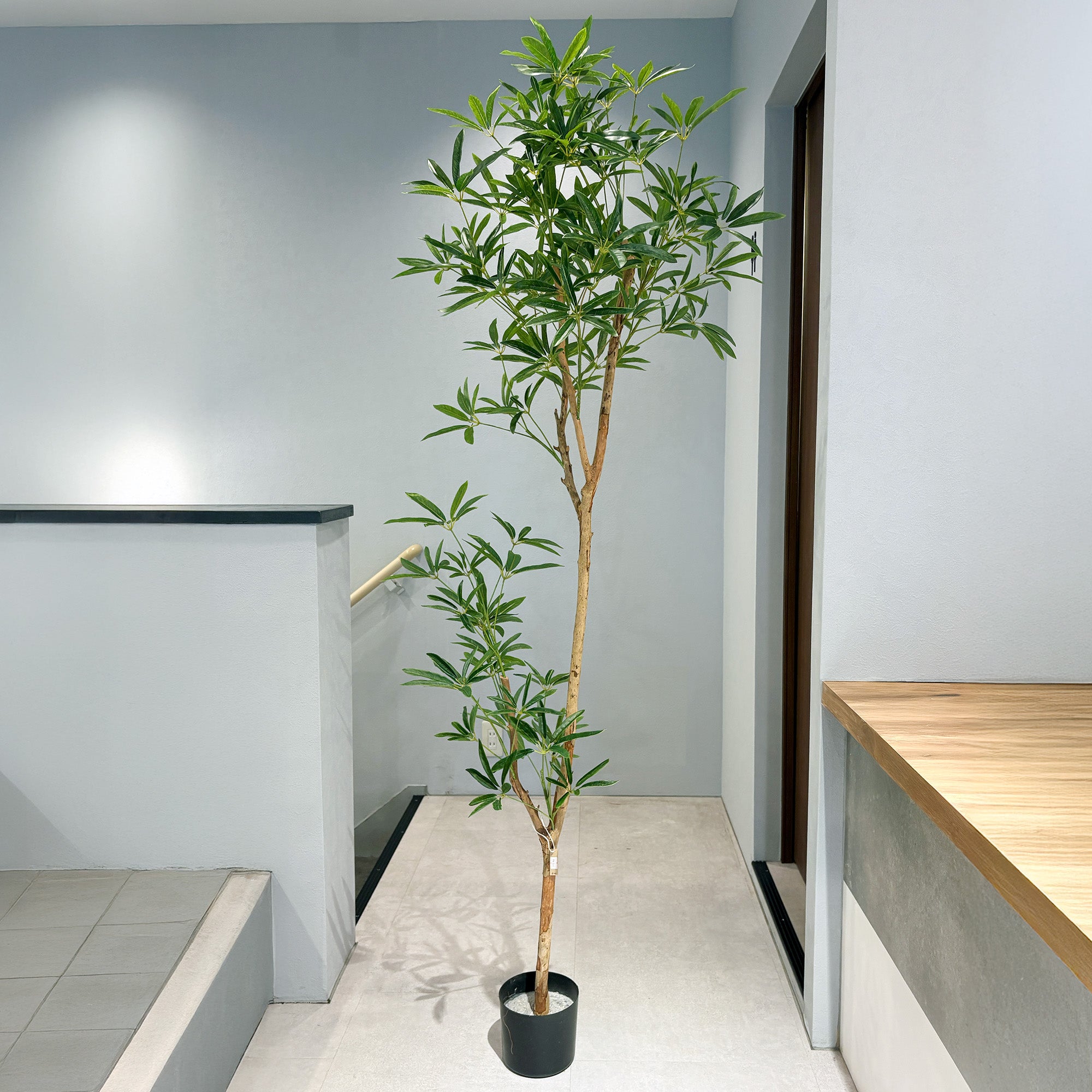 IMG_3660.jpg?v=1744771324&