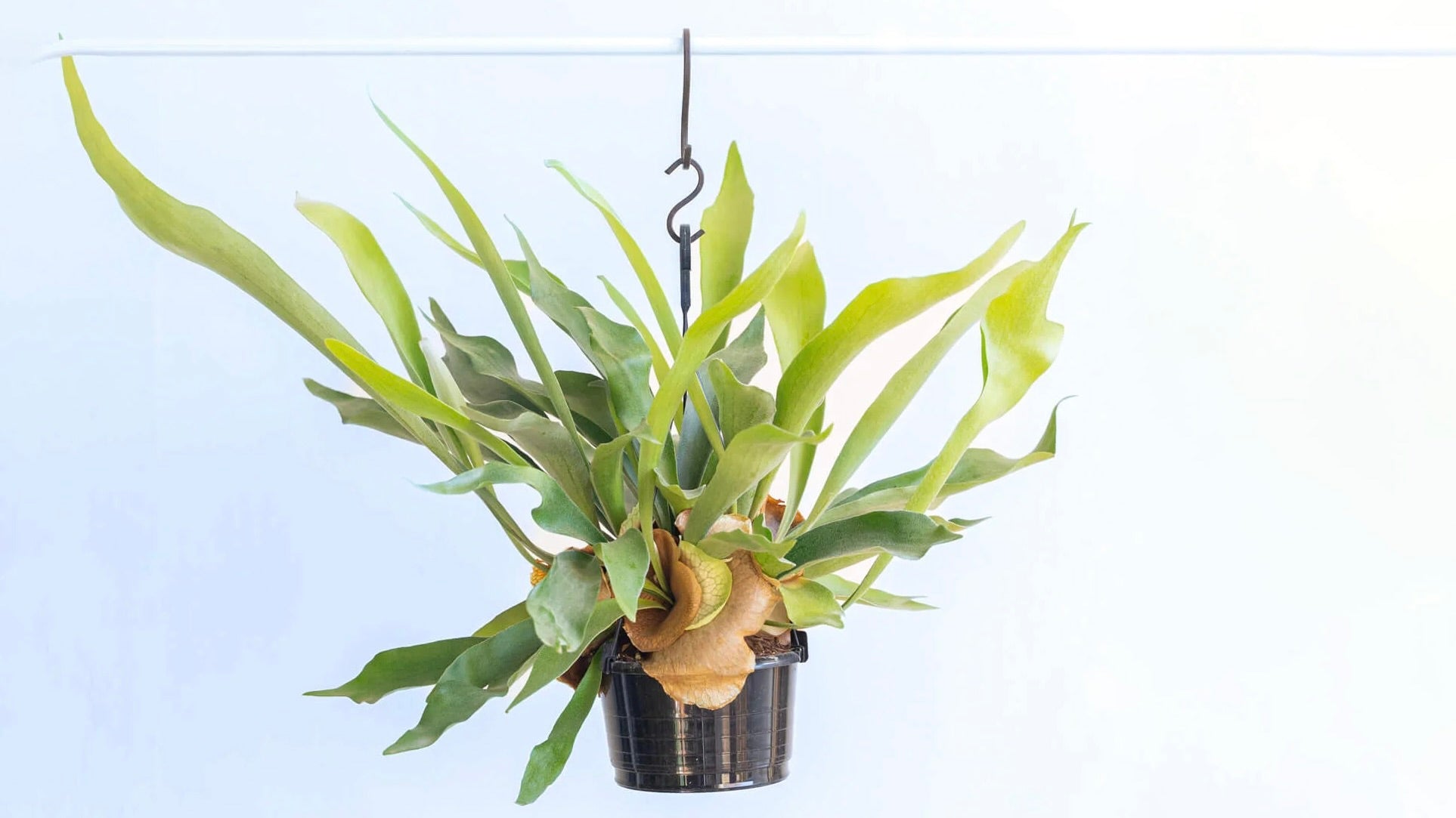 ビカクシダ・ネザーランド | 観葉植物の通販 AND PLANTS (アンドプランツ)