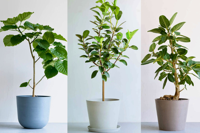 ゴムの木（フィカス）の育て方｜初心者にもカンタン！冬の管理や