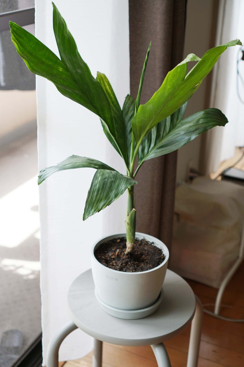 チャメドレア・メタリカ | 観葉植物の通販 AND PLANTS (アンドプランツ)