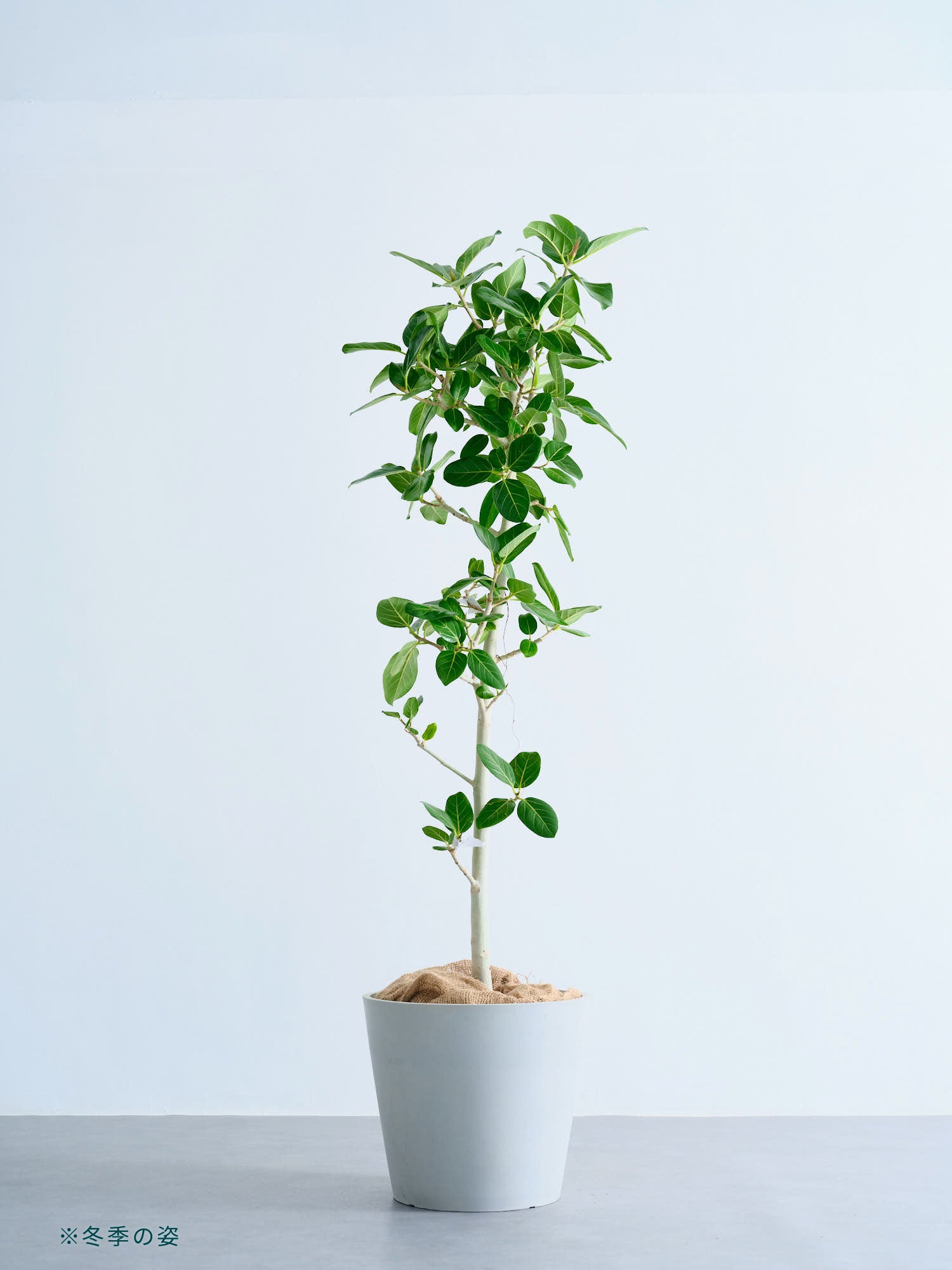 フィカス・ベンガレンシス XL 【首都圏限定】 | 観葉植物の通販 AND