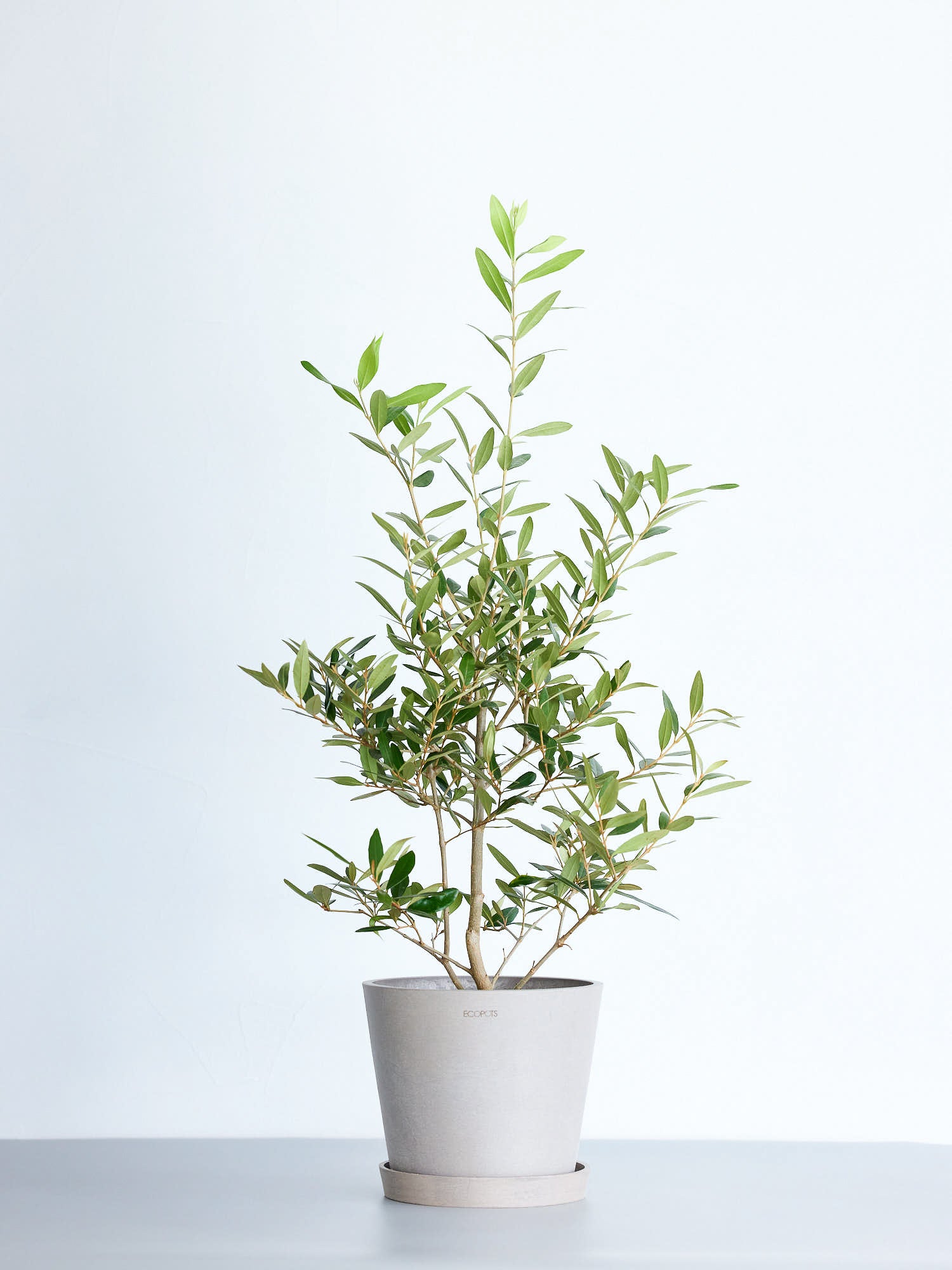 オリーブ・エルグレコの育て方 | 観葉植物の通販 AND PLANTS (アンド